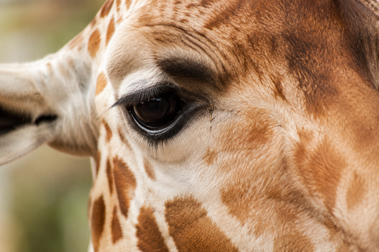Giraffes: Animal Spotlight